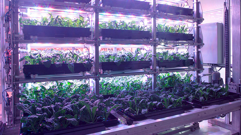 image of a vertical farm from Intravision Greens 
