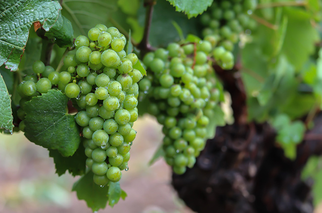 Niagara’s wineries
